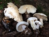 Tricholoma sulphurescens image