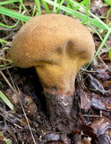 Lycoperdon molle image