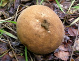 Lycoperdon molle image