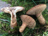 Bothia castanella image