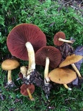 Cortinarius semisanguineus image