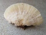 Tyromyces chioneus image