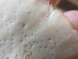 Tyromyces chioneus image