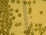 Lycoperdon molle image