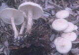 Melanoleuca verrucipes image