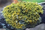 Xanthomendoza hasseana image