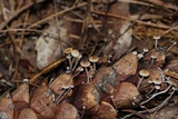 Baeospora myosura image