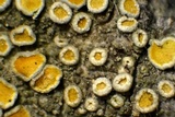 Caloplaca cerina image