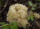 Sparassis crispa image