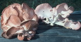 Pleurotus djamor image