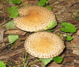 Lacrymaria echiniceps image