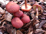 Gymnopilus luteofolius image