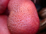 Gymnopilus luteofolius image