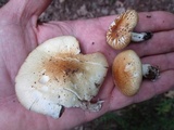 Stropharia hardii image