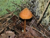 Entoloma quadratum image