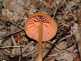 Entoloma quadratum image