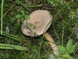 Lactarius helvus image