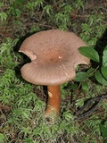 Lactarius helvus image