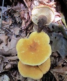 Tapinella atrotomentosa image
