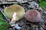 Lactifluus corrugis image