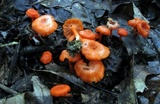 Hygrocybe miniata image