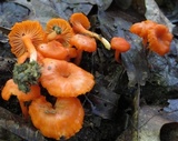 Hygrocybe miniata image