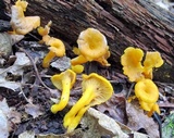 Cantharellus ignicolor image