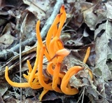 Clavulinopsis aurantiocinnabarina image