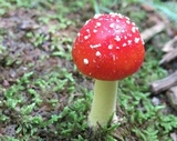 Amanita parcivolvata image