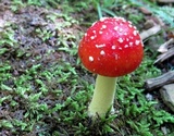 Amanita parcivolvata image