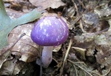 Cortinarius iodes image