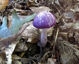 Cortinarius iodes image