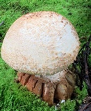 Amanita daucipes image