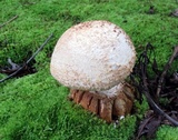 Amanita daucipes image