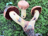 Boletus subluridellus image