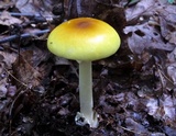 Amanita banningiana image