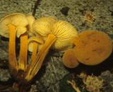 Xeromphalina tenuipes image
