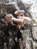 Panus lecomtei image