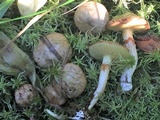 Suillus umbonatus image