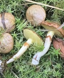 Suillus umbonatus image