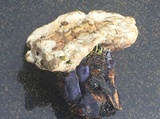 Hydnellum suaveolens image