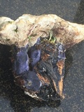 Hydnellum suaveolens image