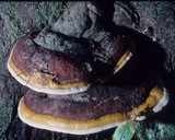 Fomitopsis mounceae image