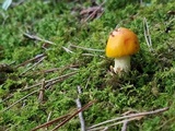 Amanita flavorubens image