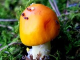 Amanita flavorubens image