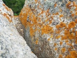 Xanthoria elegans image