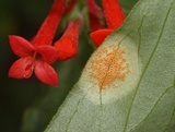 Puccinia bouvardiae image