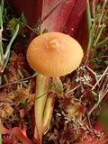 Galerina tibiicystis image