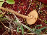 Galerina tibiicystis image