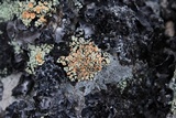 Rhizoplaca chrysoleuca image